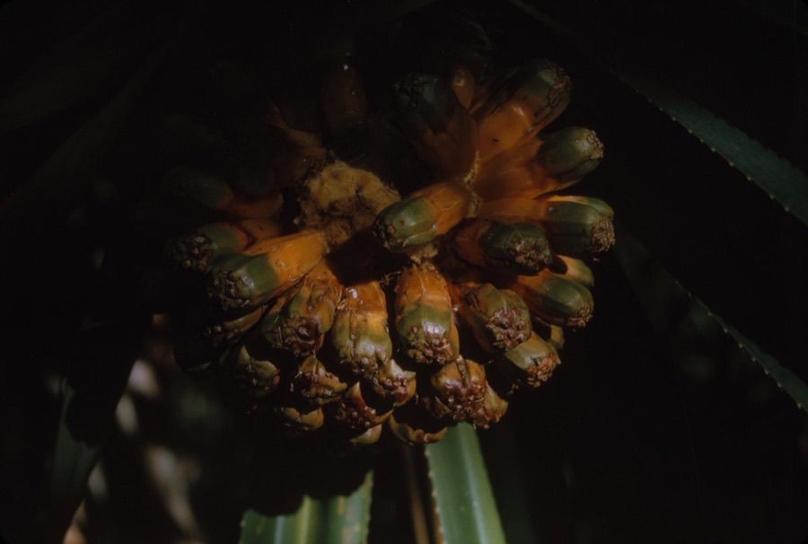 When is this fruit head ready to cut?