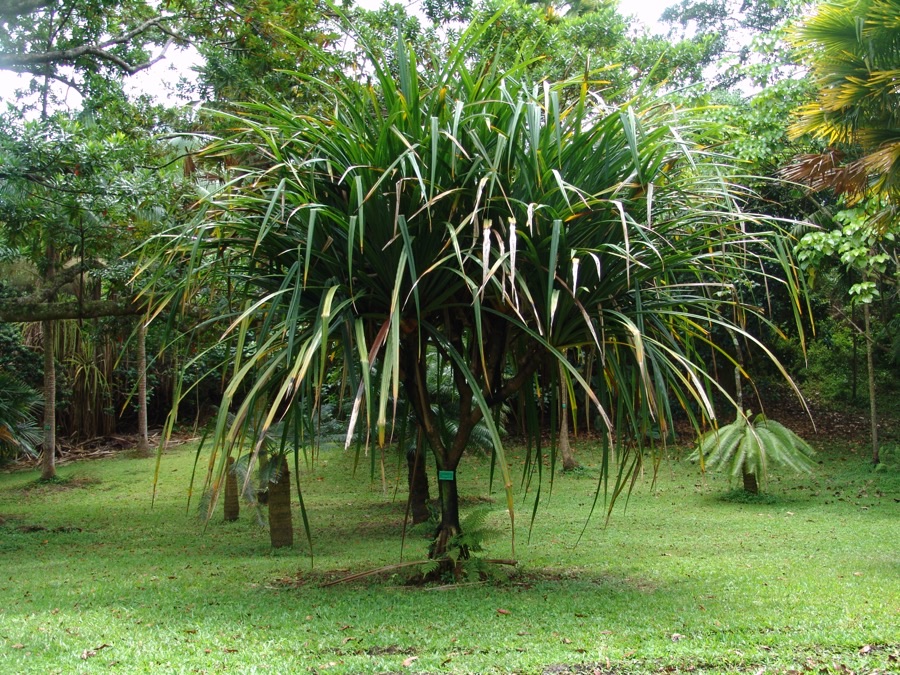 A mature pandanus tree standing on open grass with a branching trunk held up by thick woody prop roots reaching to the ground like stilts, each branch ending in a crown of long narrow strap-like leaves arranged in a spiral.