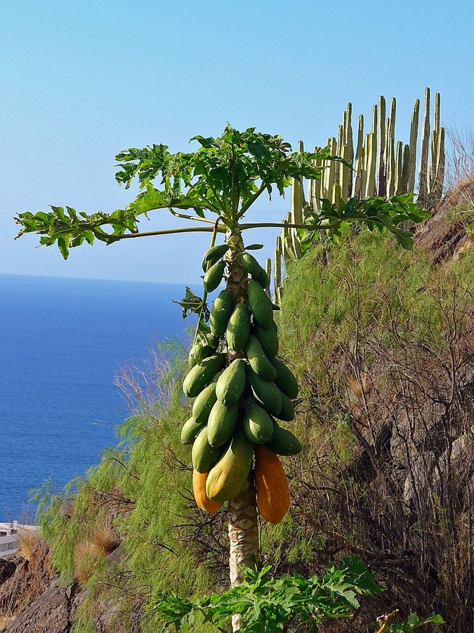 A single papaya plant on a coastal slope, one bare trunk with a crown of large deeply cut leaves at the top and a dense column of fruit attached directly to the trunk beneath them, the lowest fruit orange and the fruit above still green.