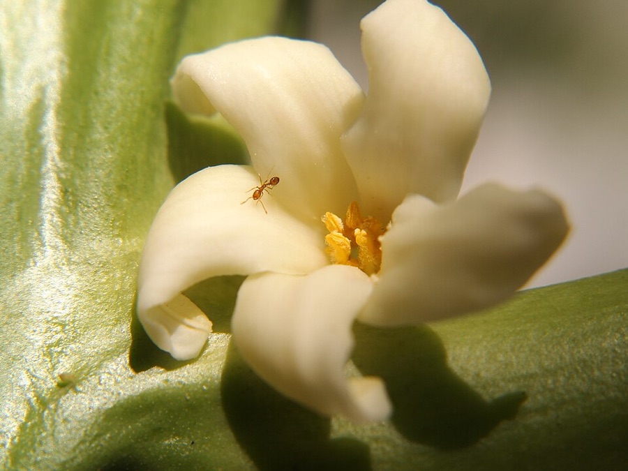 What is this larger cream flower with five thick waxy petals, sitting tight against a thick green stem rather than hanging on a stalk?