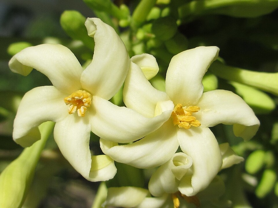 What are these small cream flowers with long narrow tubes, carried in numbers on a thin stalk that hangs away from the trunk, on a papaya plant that has never set fruit?