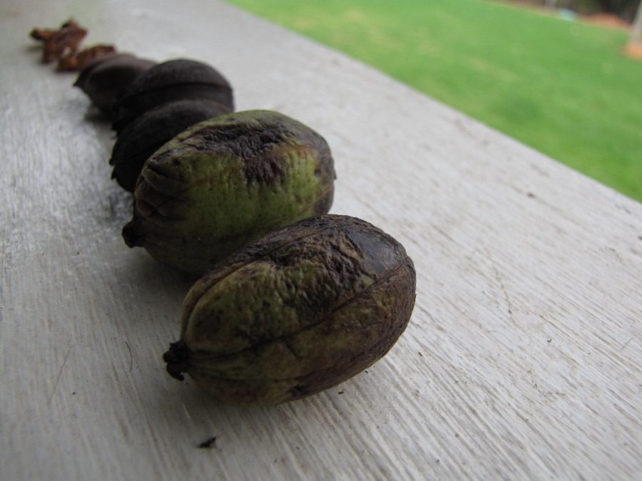 When are the nuts ready to gather?