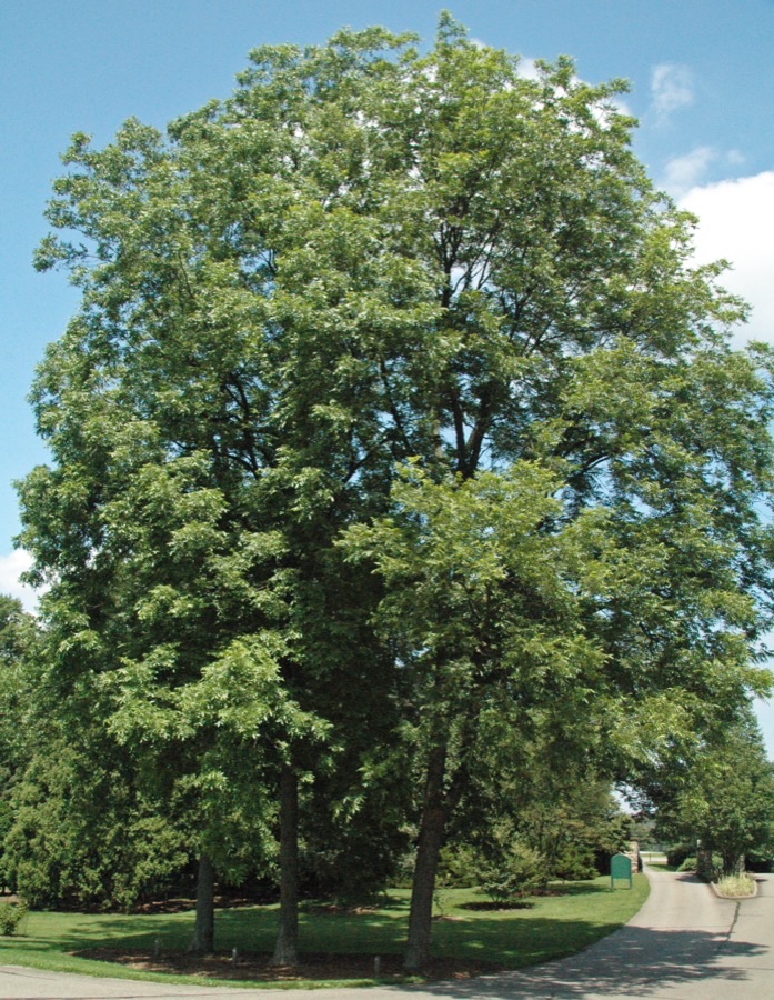 A tall mature pecan tree in full leaf at Dawes Arboretum, Ohio, with a broad crown and straight trunk.