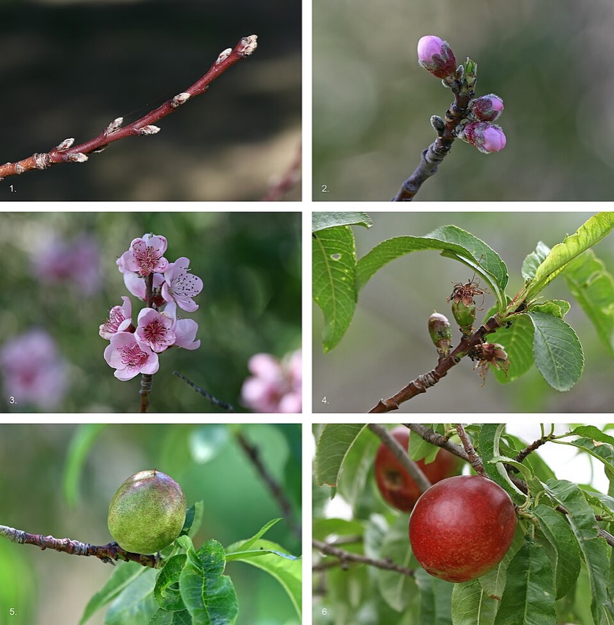 Six photographs in a grid showing one nectarine shoot through a season: a bare reddish shoot with small furry buds, the buds swelling and showing pink, open pink five-petalled flowers on bare wood, petals fallen leaving tiny green fruitlets with narrow leaves unfolding, a green immature fruit, and the same fruit fully red and ripe.
