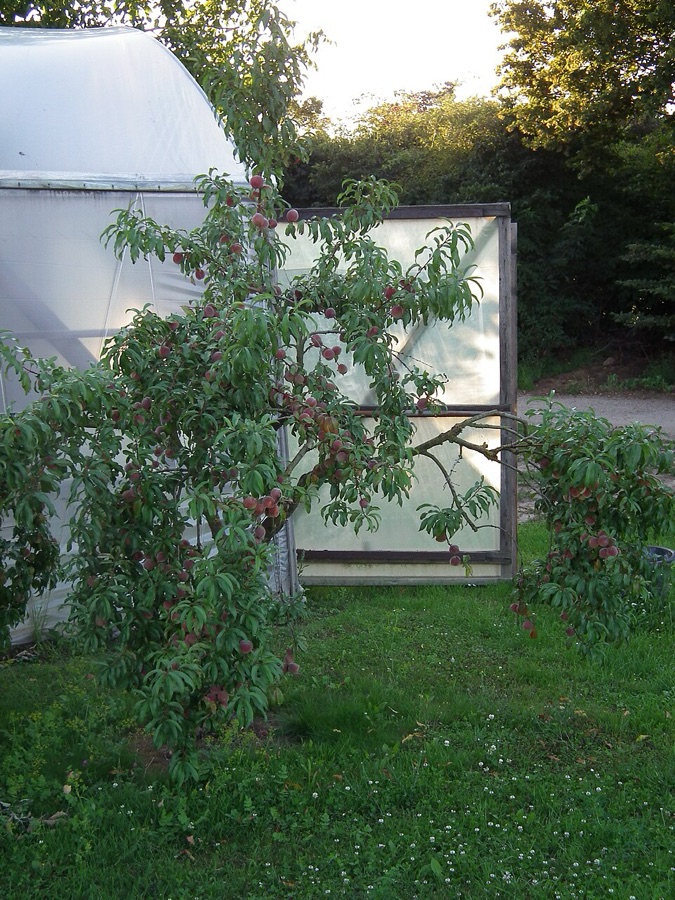 Where on this tree is the crop actually hanging, and what does that tell me about pruning?