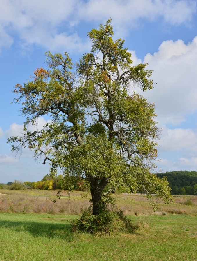 How much room does one of these trees actually need?