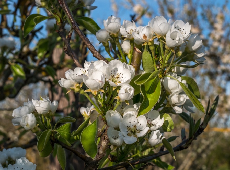 The whole tree is white with flowers. Does that mean a heavy crop?