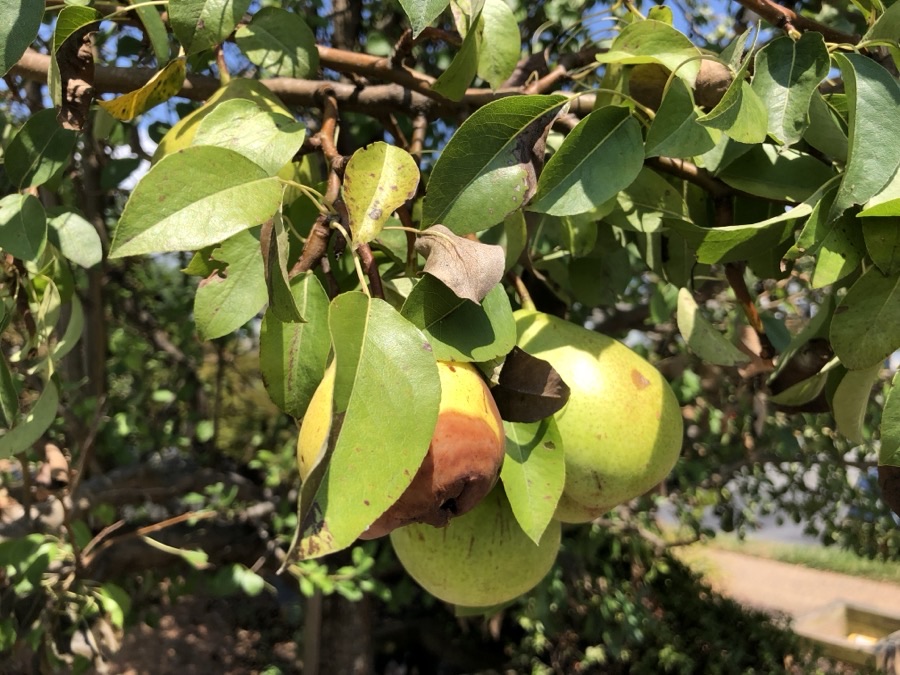 Three pears hanging on a branch among glossy oval leaves, two of them still firm and green with a yellow blush and the third showing a spreading brown rotted patch, with blue sky visible through the foliage.