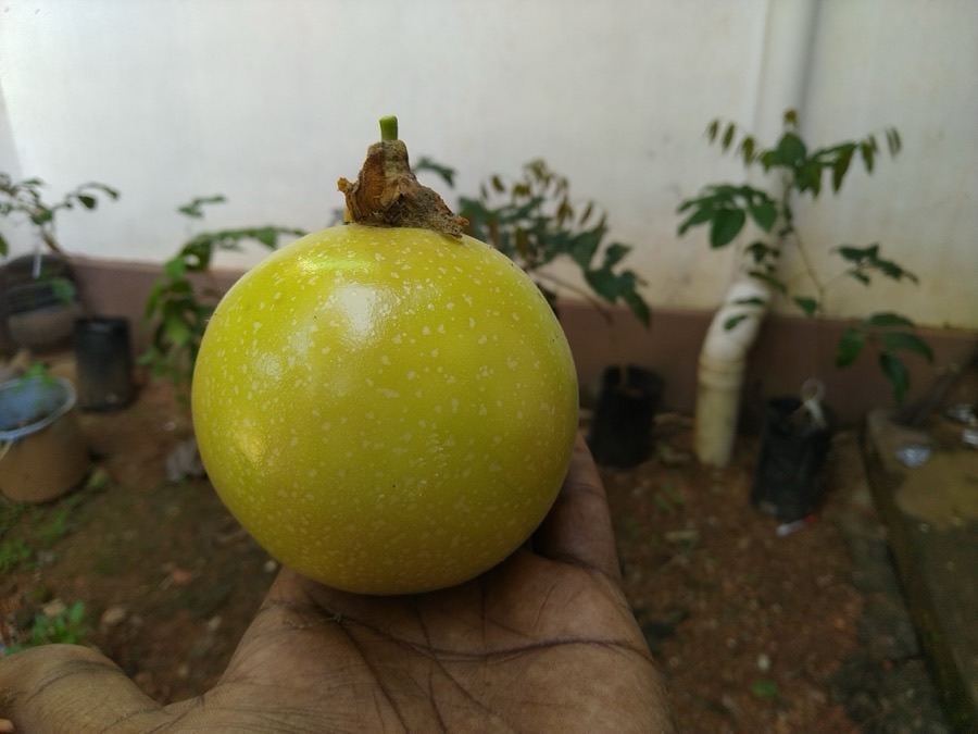 When is the fruit on the stem ready, and what does wrinkling mean?