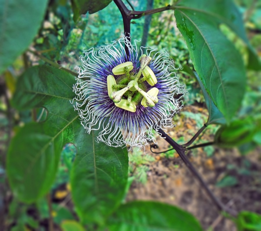 What does the flower look like, and why does it matter so much?