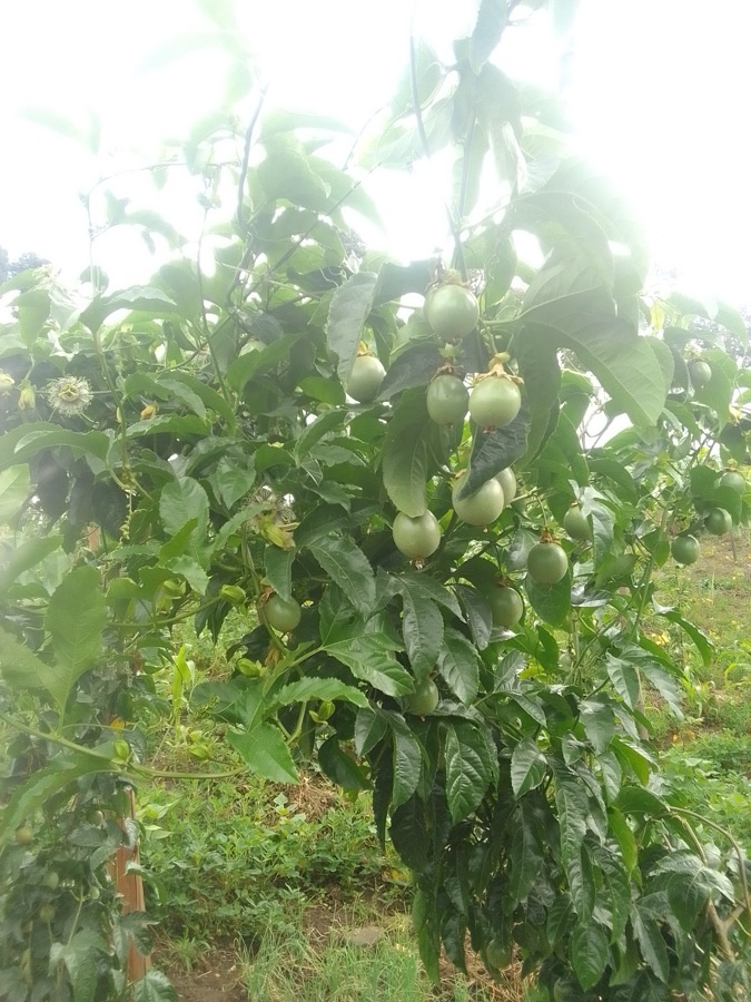 A passion fruit vine trained along a trellis in a growing area, its hanging growth carrying many round green fruits among deeply lobed leaves.