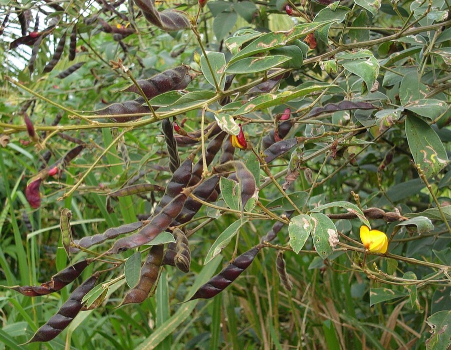 Why are these pods dark purple-brown and clearly ripe while yellow and red flowers are still opening on the very same plant?