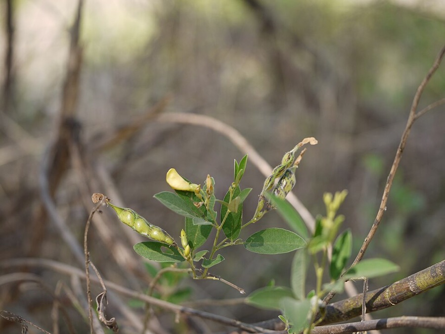 What are these small yellow pea-shaped flowers and flat green pods with visible bumps along them, on a branch with leaves made of three narrow leaflets?