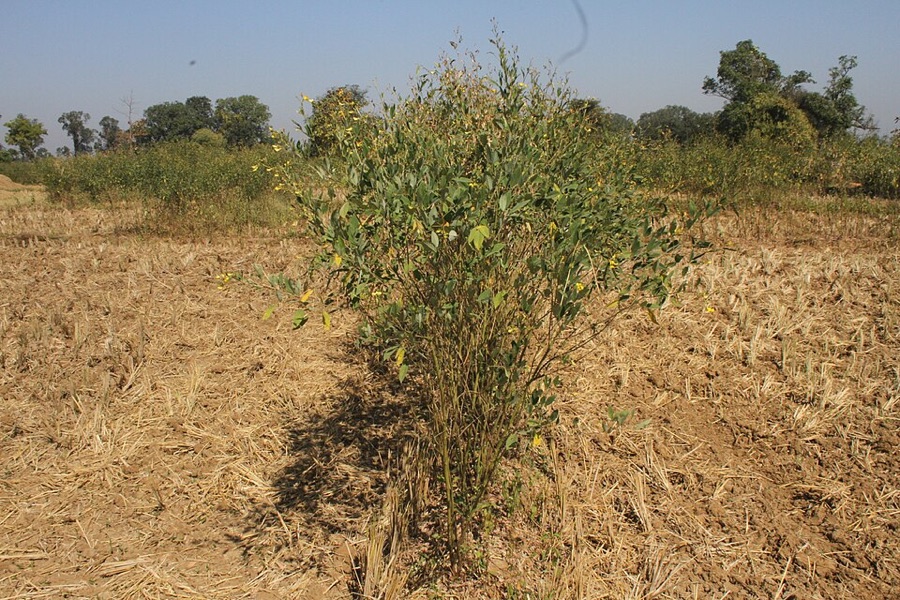 A single green bushy pigeon pea plant about waist high, covered in small yellow flowers, standing alone in the middle of a harvested field of dry pale stubble and bare cracked soil, with trees on the horizon under a clear sky.