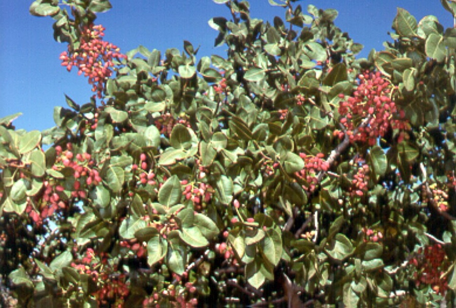 What is this spreading tree with grey-green leathery leaves carrying clusters of pink nuts through the whole canopy?