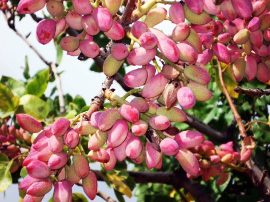 A dense cluster of pistachio nuts hanging on a branch, their soft outer hulls coloured deep rose and pink, several already splitting to show the pale shell beneath, against green leaves and a bright sky.
