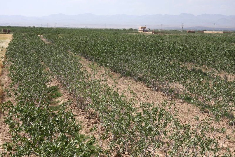 What is this field of low spreading trees in rows on bare dry soil with furrows between them, in dry country?