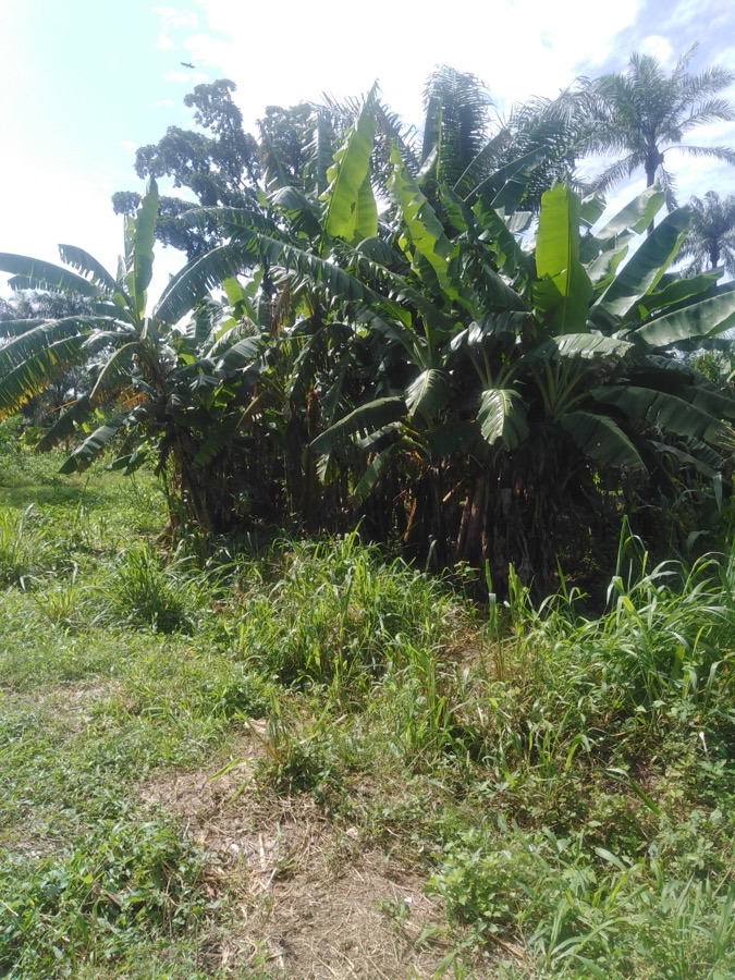 Why are there so many plants growing from the same spot in the field?