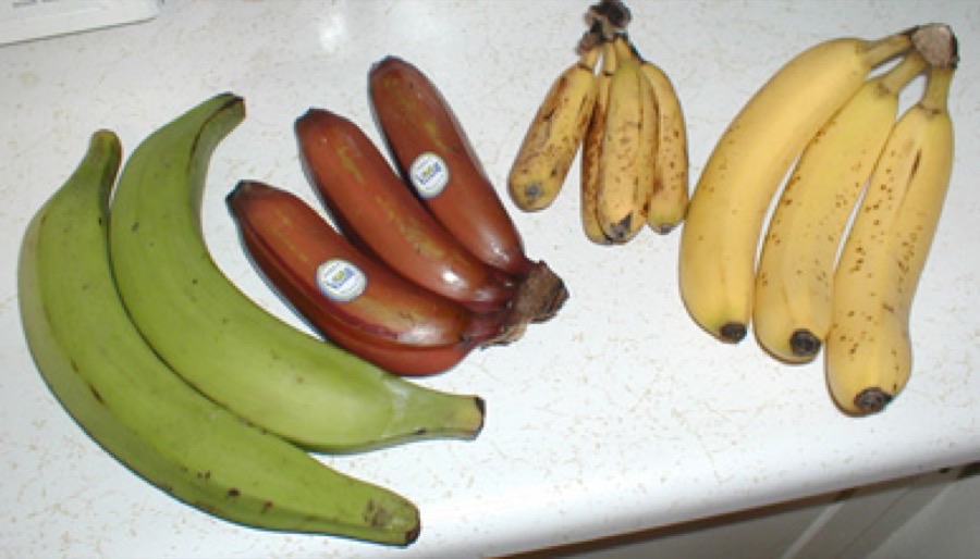 Four kinds of banana laid side by side on a worktop: two long angular green plantains on the left, then red bananas, small apple bananas, and ordinary yellow dessert bananas on the right.