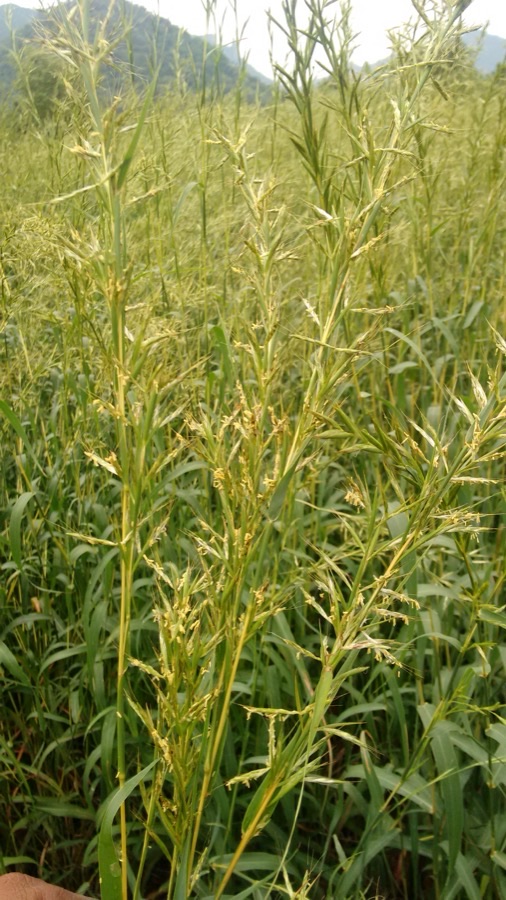 A dense field of tall palmarosa grass carrying loose feathery flowering heads.