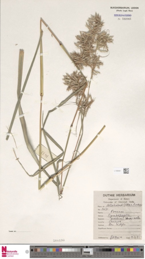 What does the whole plant look like?