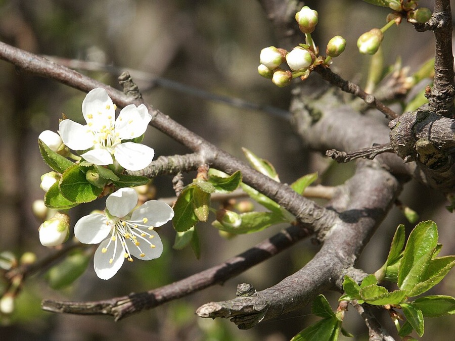Plum blossom opening on bare dark branches, two white five-petalled flowers with centres full of long stalks tipped yellow, surrounded by closed pale buds, with only small leaves just beginning to unfold.