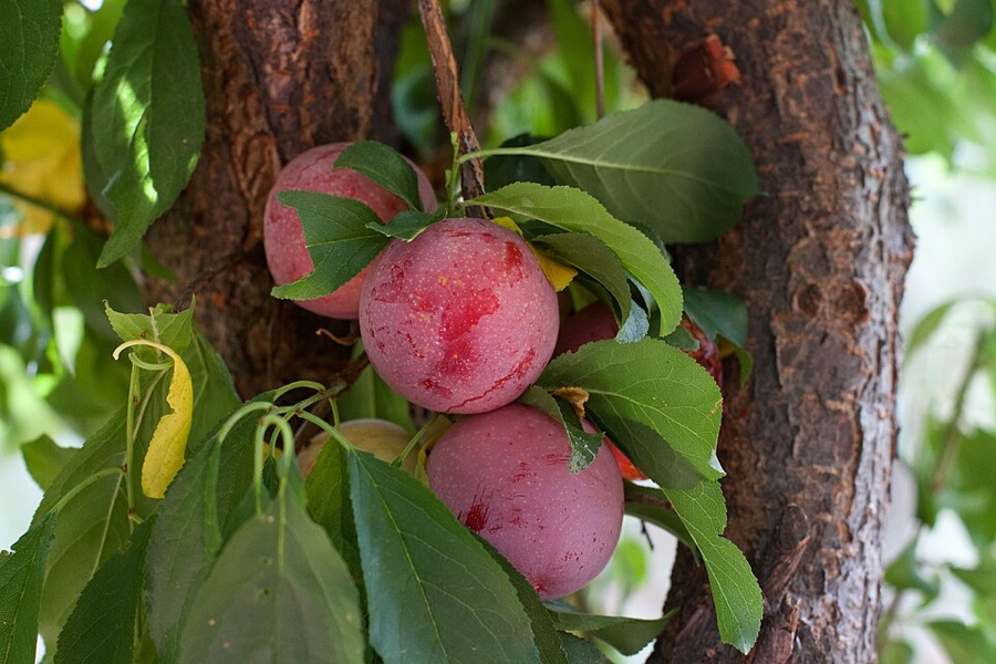 What is the pale dusty coating on these red plums, and why does one of them have a clear finger mark on it?
