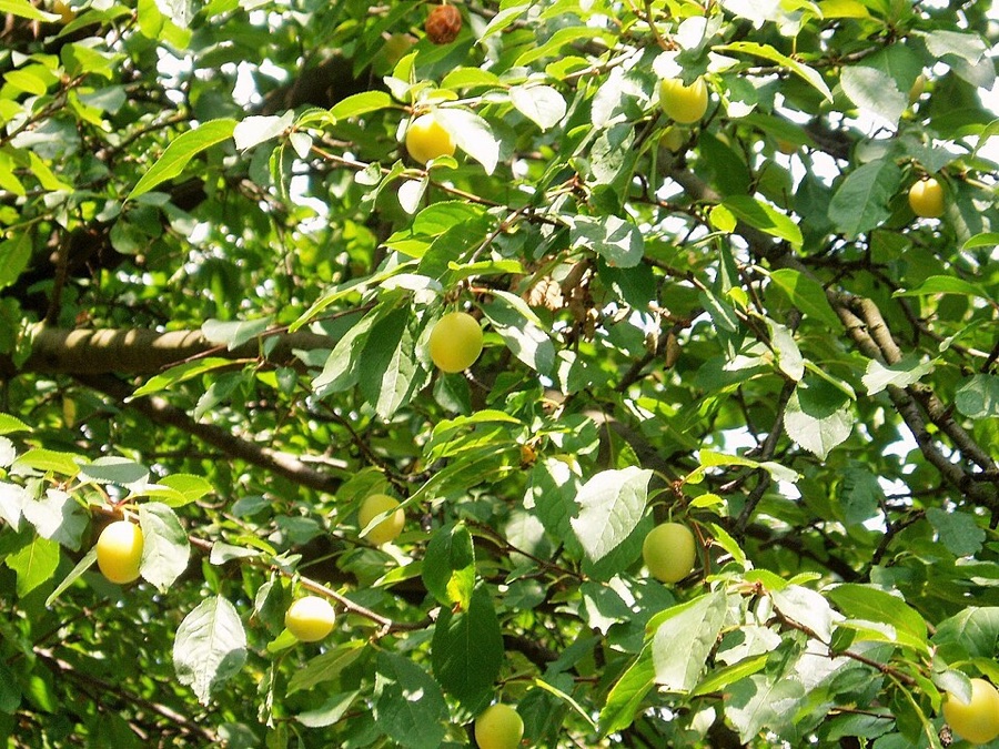 What is this whole tree carrying, and what is the one small dark shrivelled fruit hanging among the good ones?