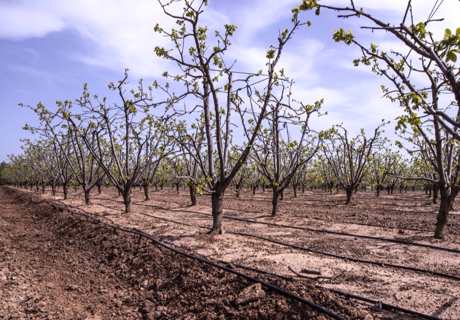 A young persimmon orchard in spring, rows of low bare-branched trees just breaking into small green leaves, with black drip irrigation lines running along the bare reddish soil between the rows.