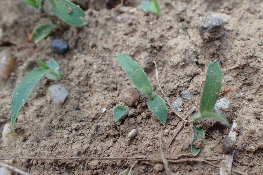 Young proso millet seedlings with broad soft blue-green leaves emerging from dry stony soil.