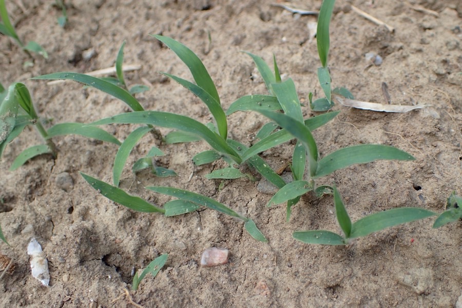 What does the young crop look like?