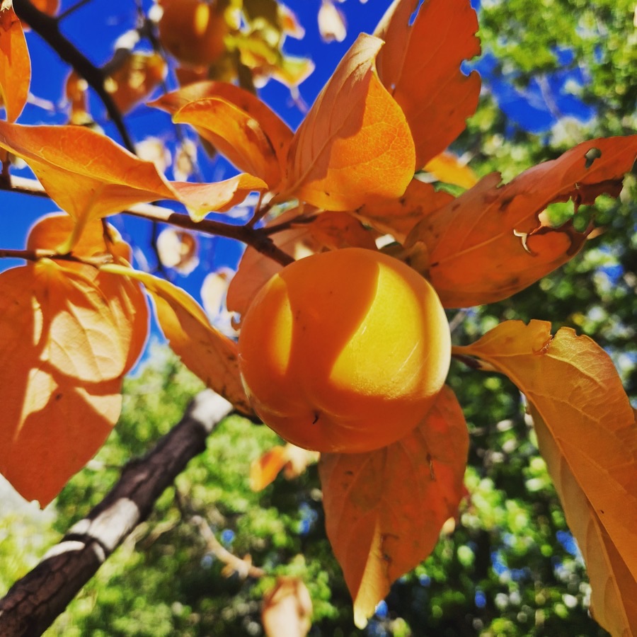 What does the fruit look like on the stem when it is ready to pick?