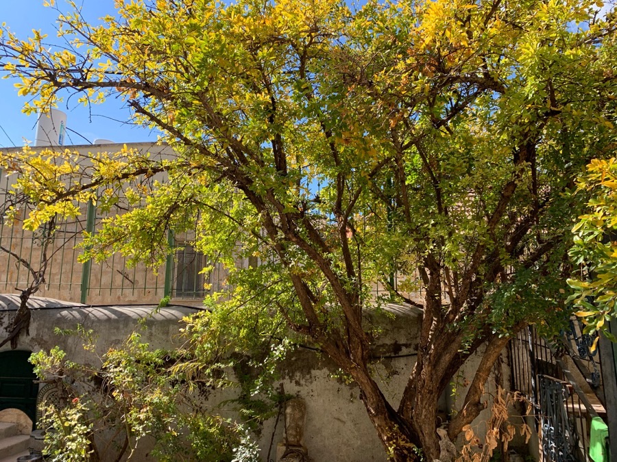 Why does this plant have so many stems coming from the ground?