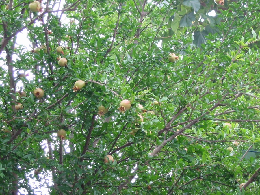 Looking up into a pomegranate tree carrying many round green and yellow-flushed fruits among narrow glossy leaves on thin branches, each fruit tipped with a small crown of dried sepals.