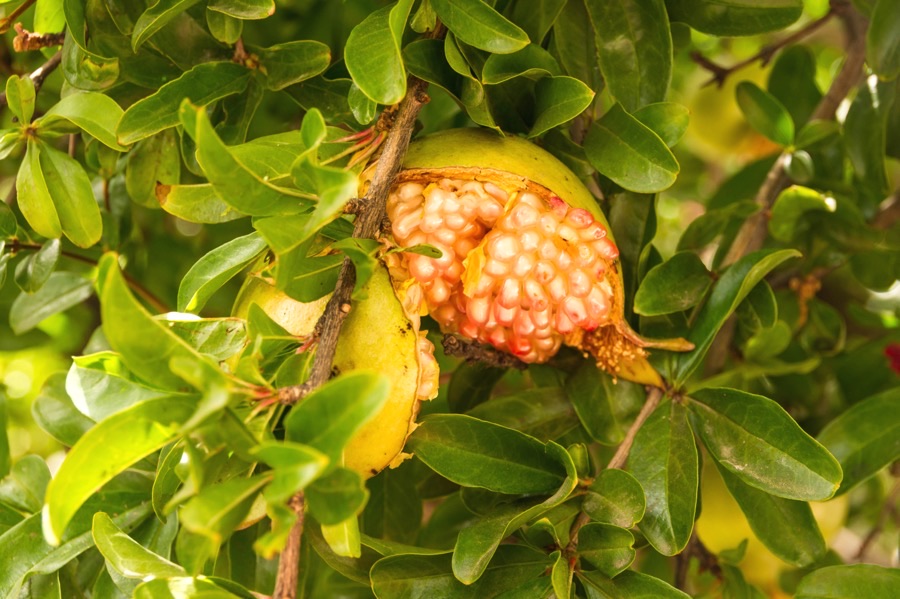 This fruit has burst open on the tree. What went wrong?