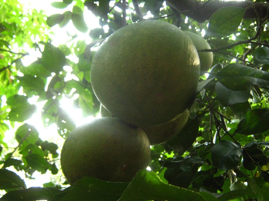 These fruits are enormous and still green. Are they ready?