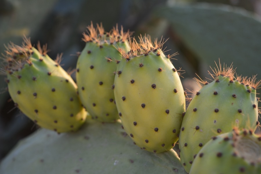 What does unripe fruit look like, and where are the bristles?