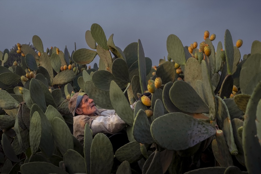 A dense planted stand of tall prickly pear plants with ripening fruit along the pad edges, and a man harvesting among them.