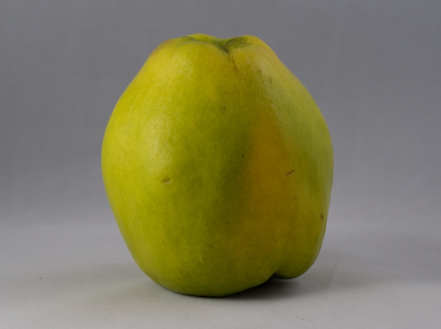 When is the fruit ready to pick?