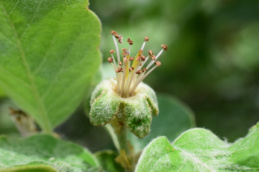 A single large pale pink quince flower on a furry green base at the tip of a shoot.
