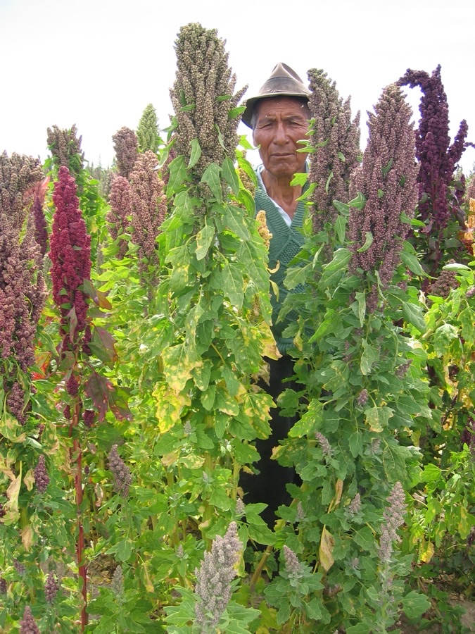 A quinoa field near harvest in Cachilaya, Bolivia, with tall plants carrying large branched seed heads in crimson, pink, yellow and green, broad goose-foot shaped leaves yellowing below them, and a farmer in a hat standing among the crop.