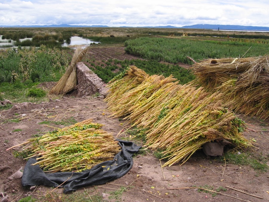 Why is this crop cut and stacked in heaps instead of left standing to dry?