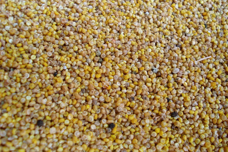 The seed looks clean. Why does it still need washing?