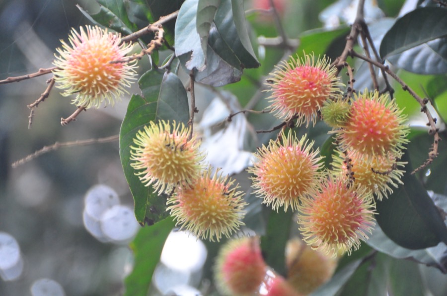 How does the fruit ripen?