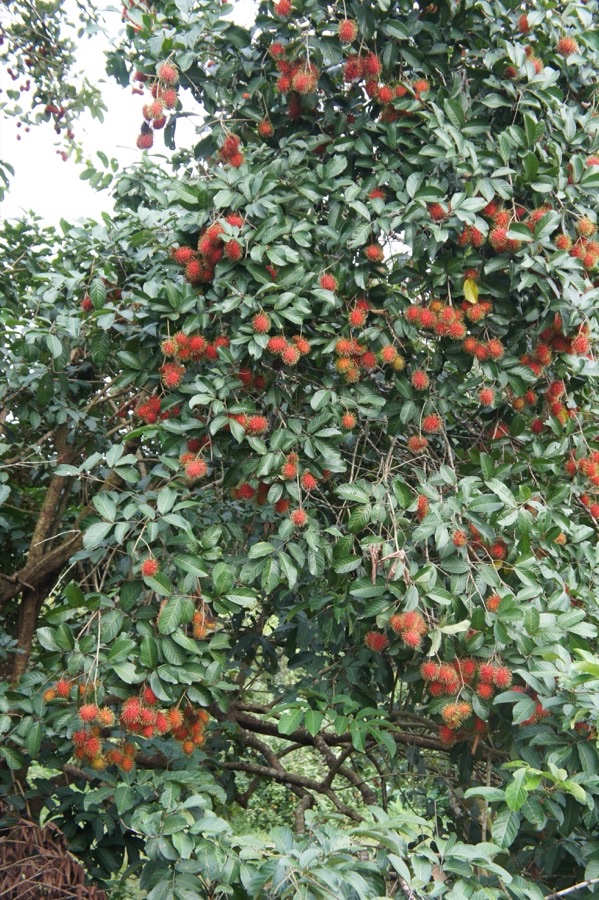 A rambutan tree with a dense green canopy hung throughout with bunches of red fruit.