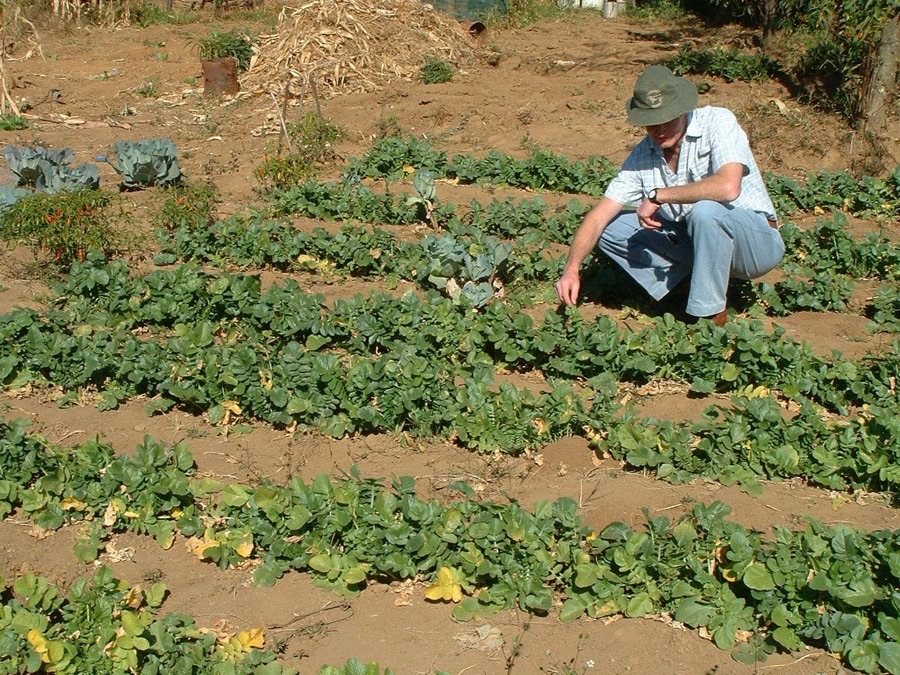 Rows of Japanese radish growing in a dry-season garden in the KwaZulu-Natal Midlands, with a person crouching beside them and cabbages nearby.