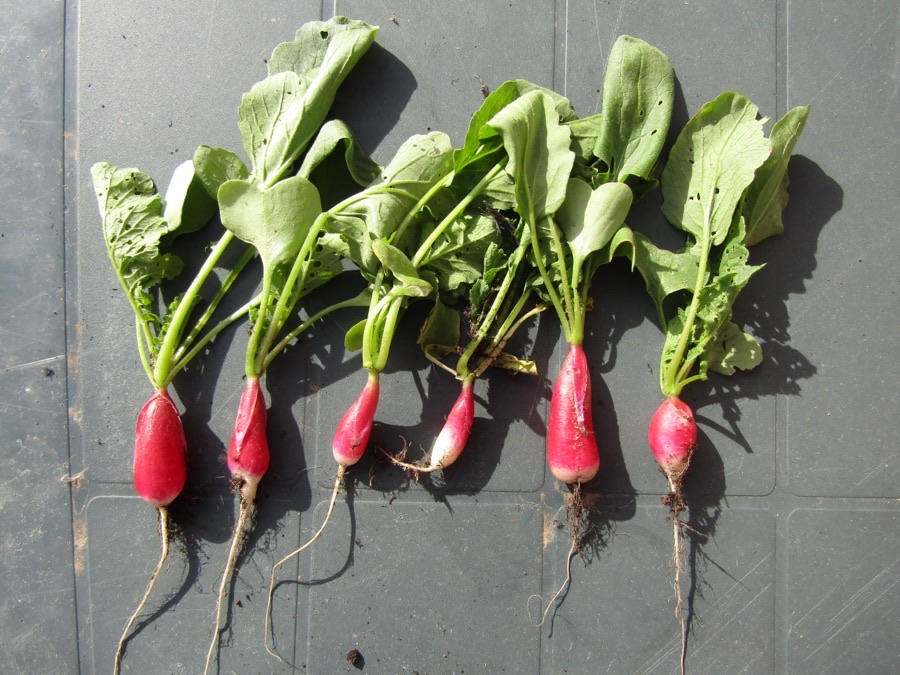 What does a good salad radish look like when pulled?
