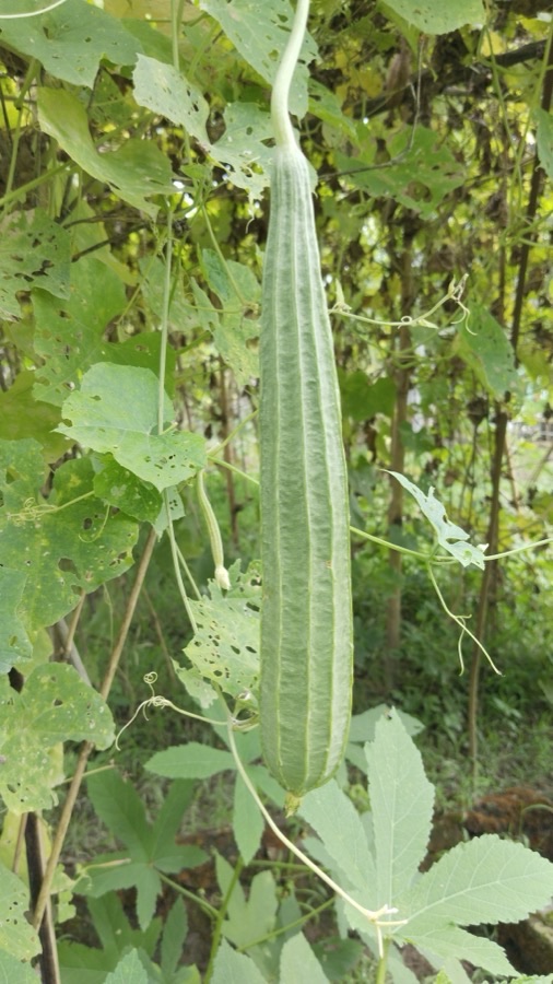 When is the fruit ready to pick?