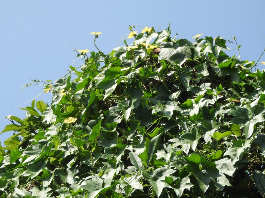 A ridge gourd vine with broad lobed leaves and yellow flowers covering a support against a blue sky.