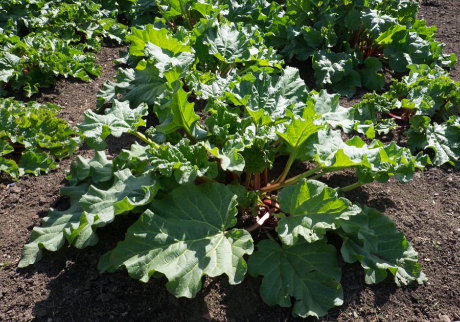 Large rhubarb plants in a garden bed, with very big crinkled leaves on thick stalks rising from single crowns.
